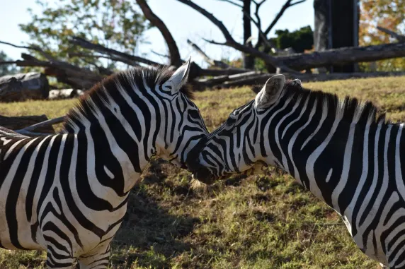 Casinia Kasino Sokongan